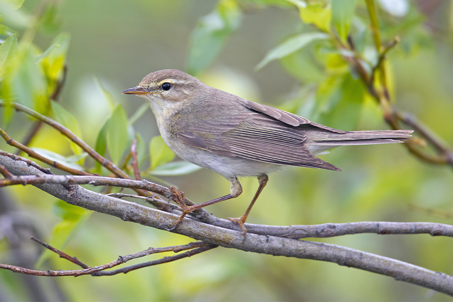 Willow warbler