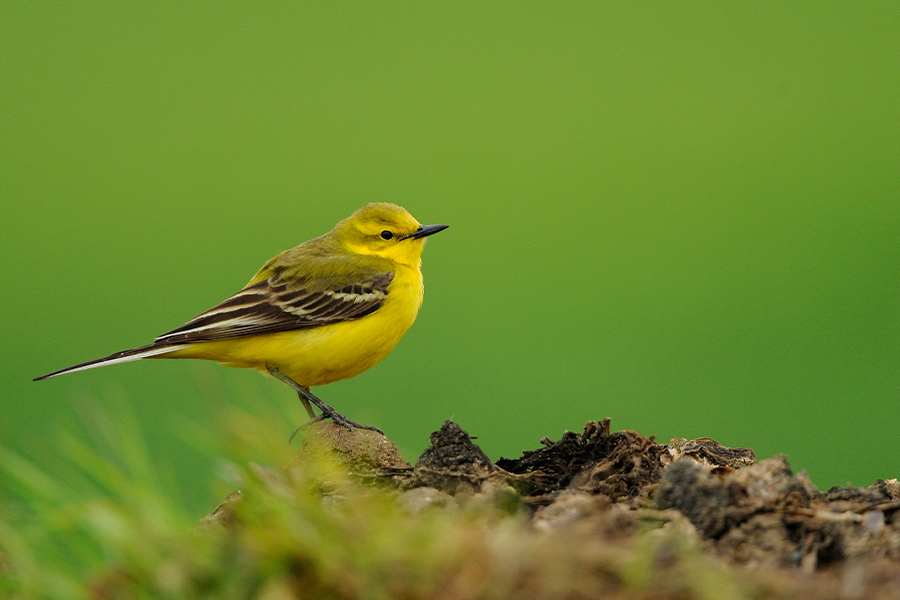 Yellow wagtail