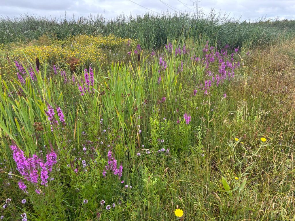 Nature Connection for Wellbeing Sessions