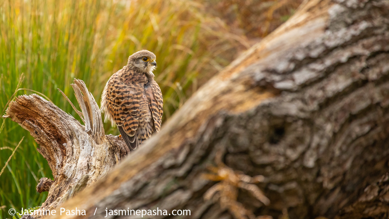 Creative Nature and Wildlife Photography Workshop