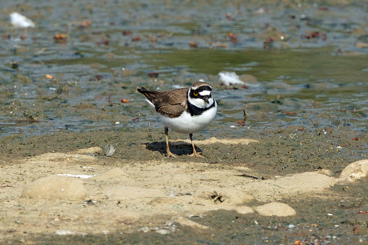 A Little Ringed Plover power couple, Avocets, and an influx of warblers