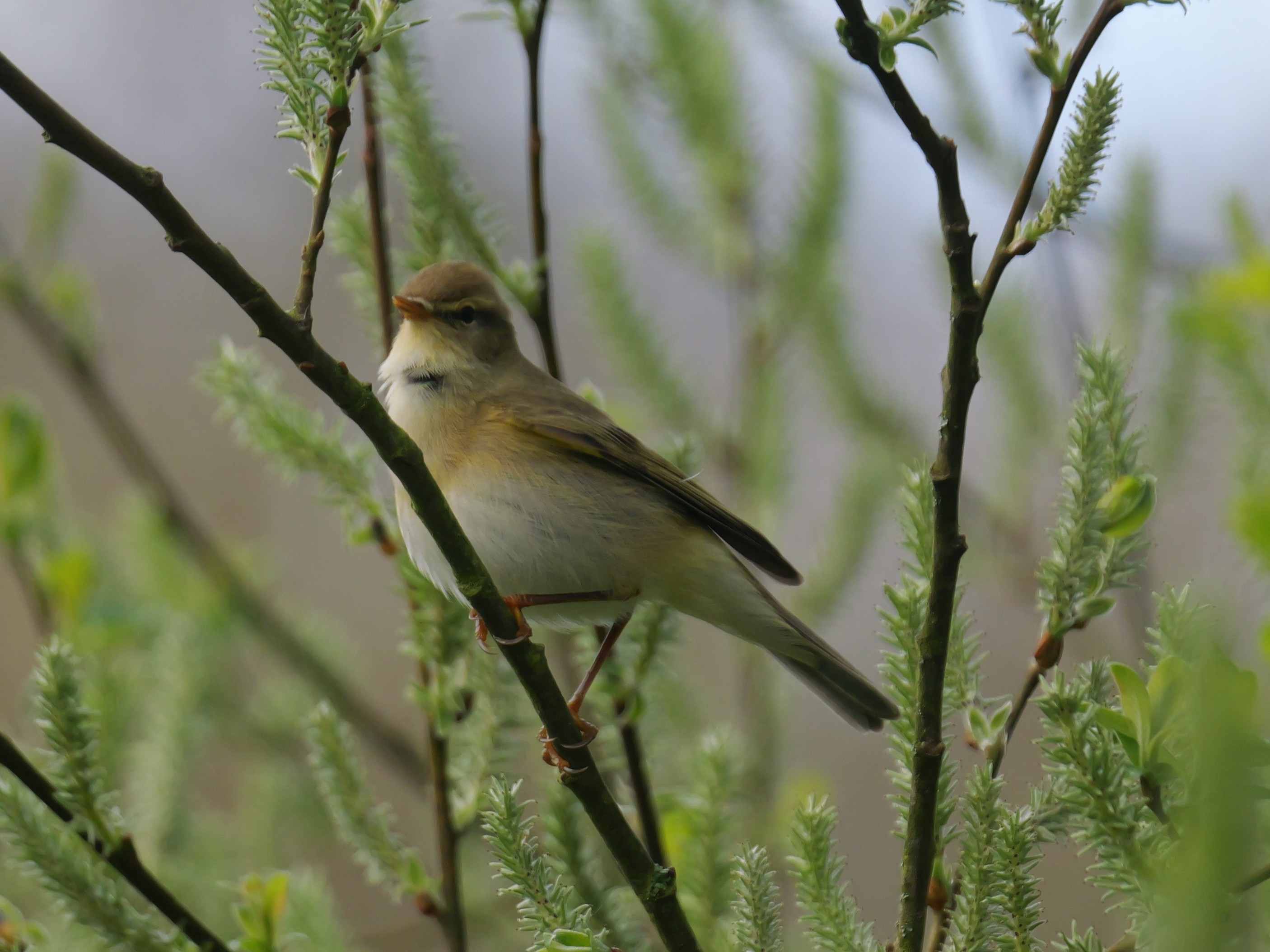 Sightings and news to week ending 19 April 2026