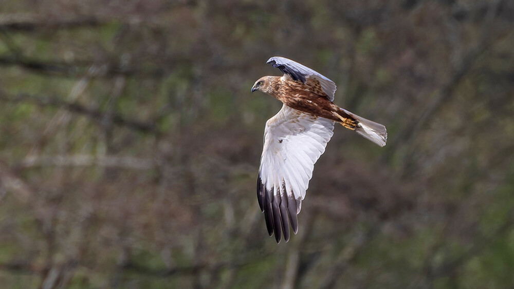 First Harrier Survey of the Season