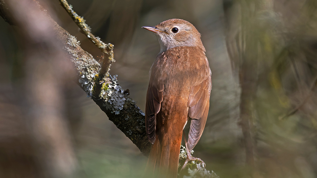 A brown bird sitting in a tree
