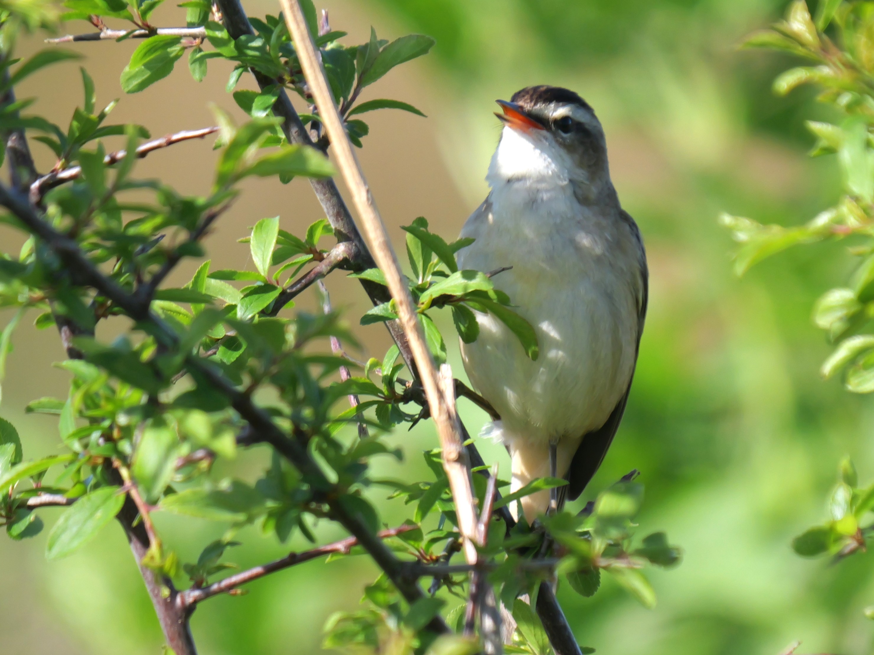 Sightings and news to week ending 26 April