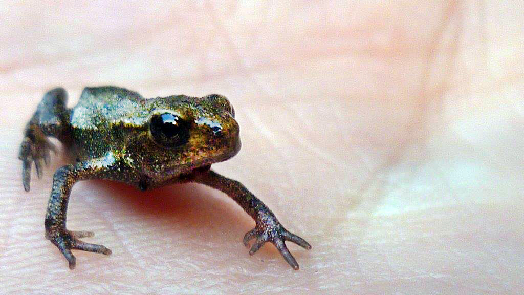 Squillions of spring tadpoles predict toad population boom