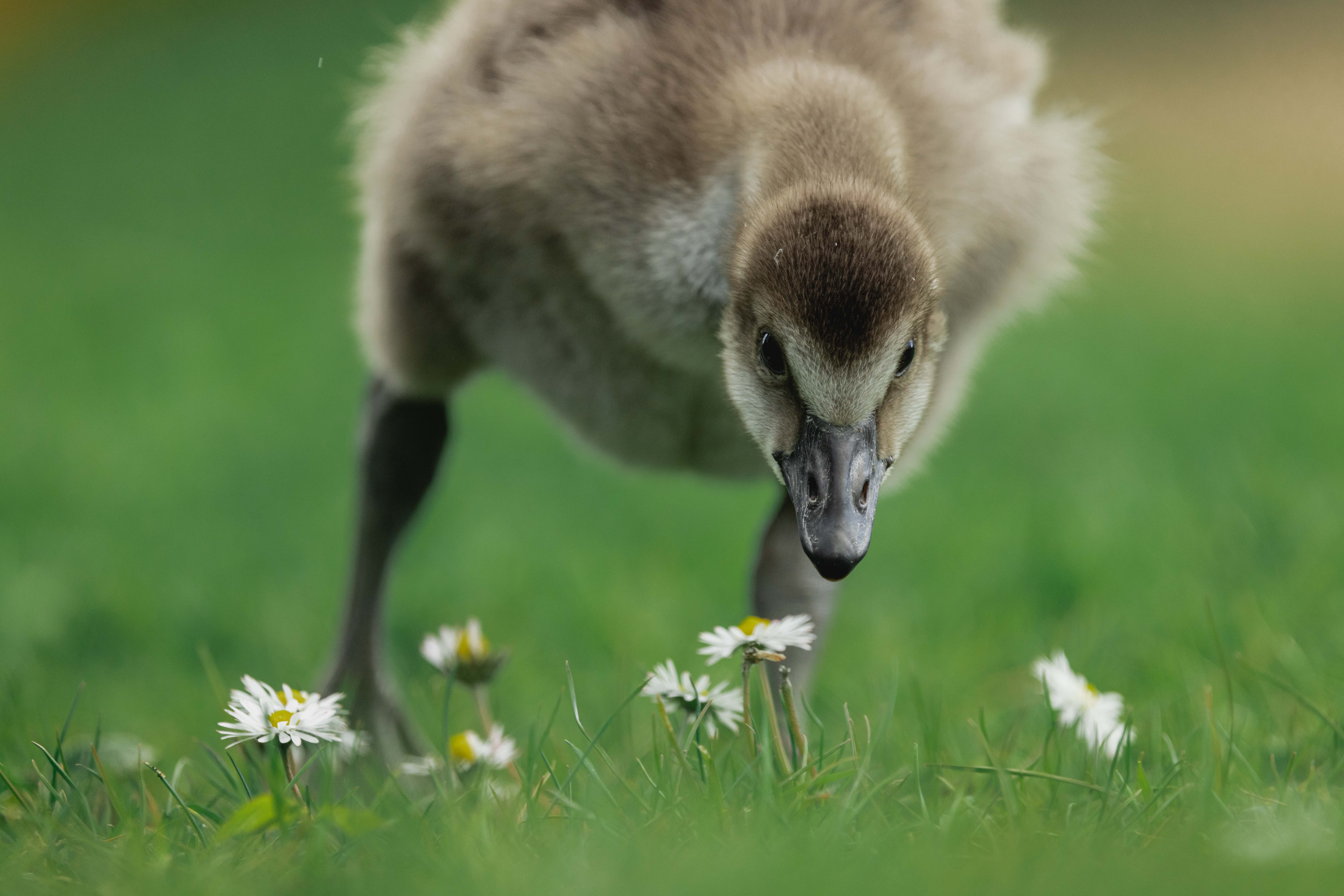 Nene goslings have hatched at WWT Slimbridge