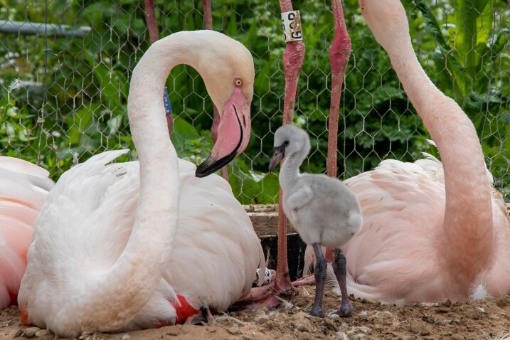 A flamingo chick with adult flamingos at Martin Mere