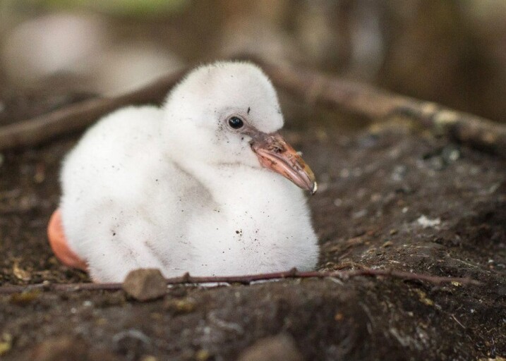 A flamingo chick on its nest at Martin Mere