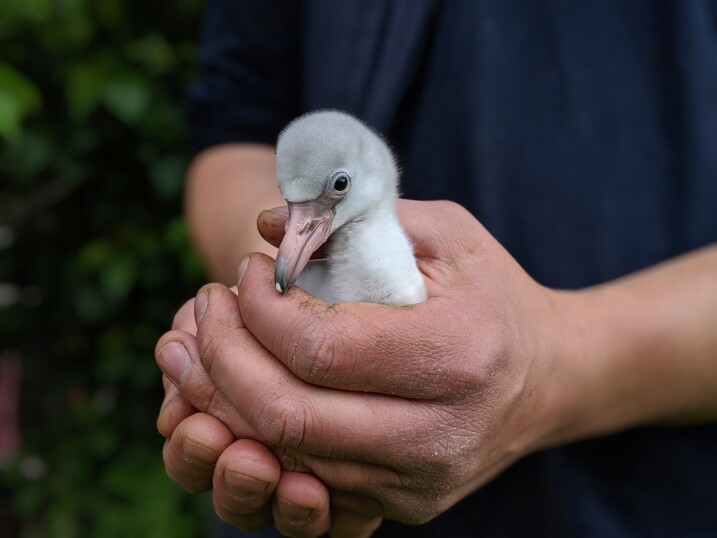 A flamingo chick being held at martin mere