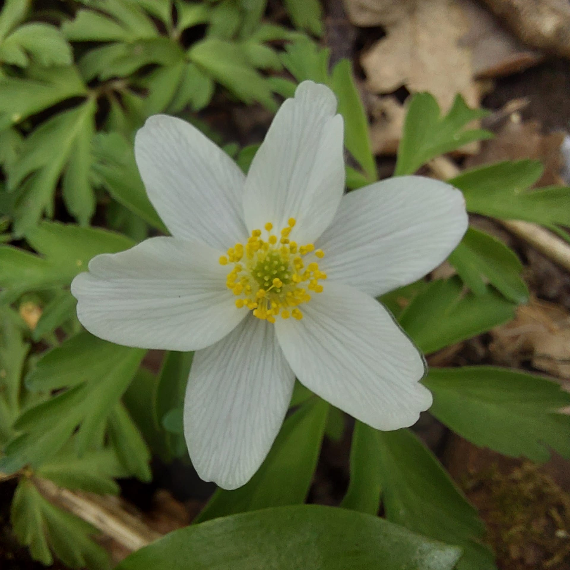 A Woodland Awakening at the Saline Lagoon