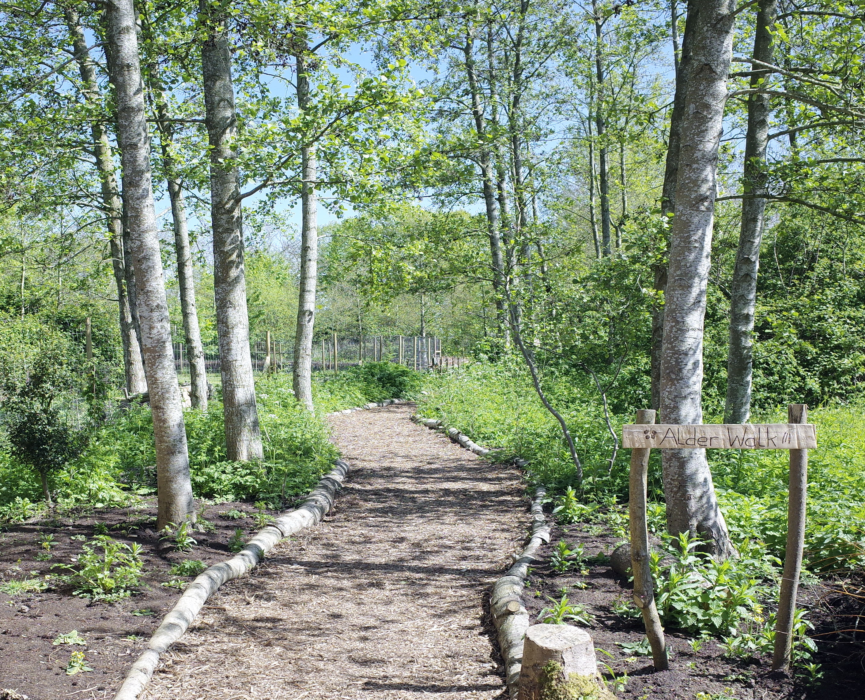 Alder Walk—a new mindful haven of wetland woodland
