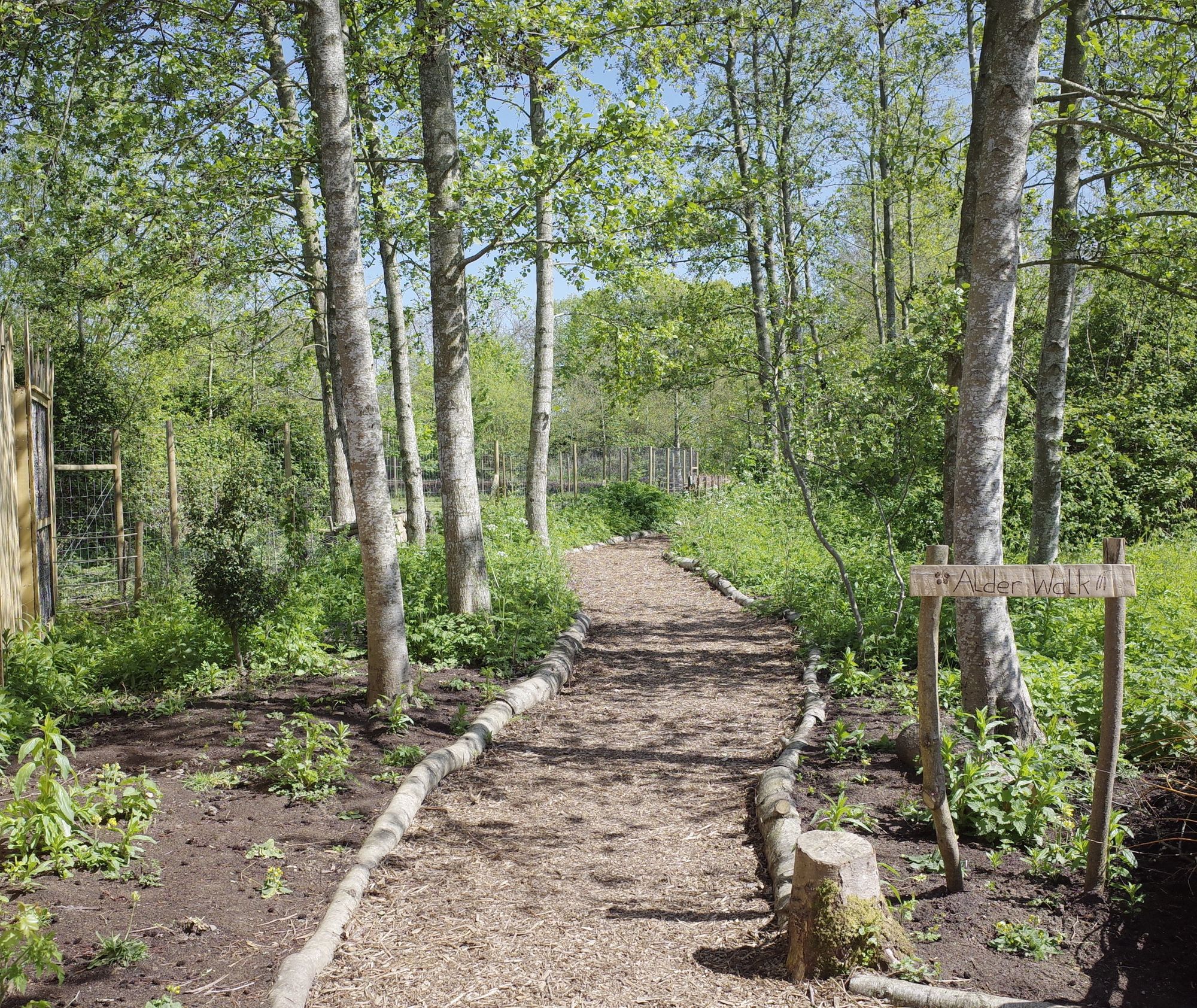 Alder Walk—a new mindful haven of wetland woodland