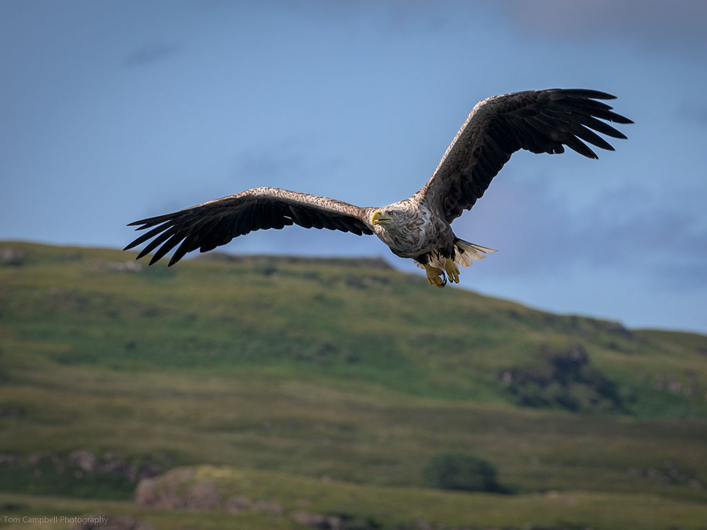Restoring wings over wetlands