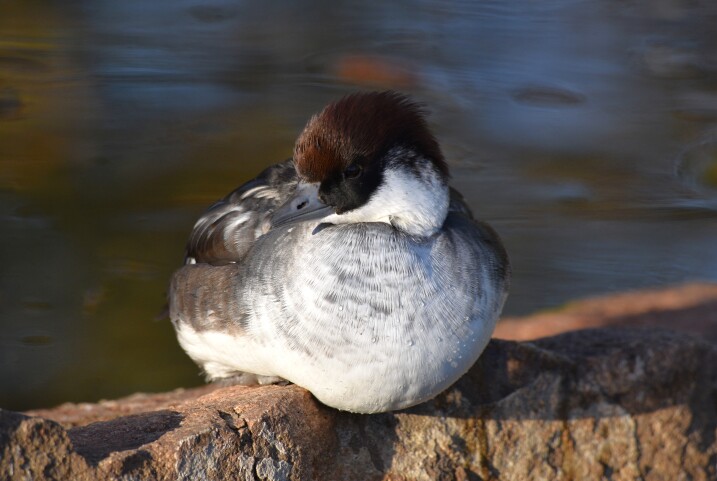 Female smew resting at martin mere