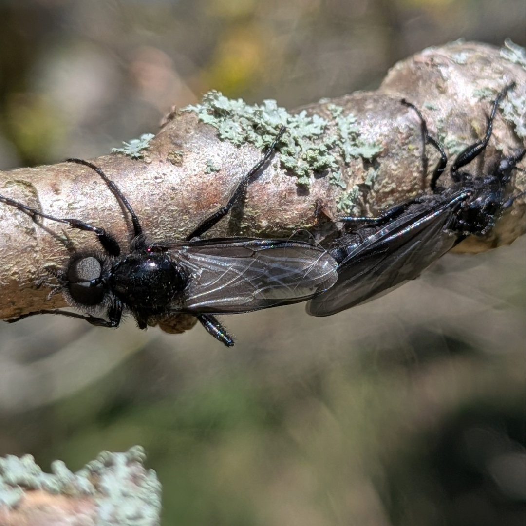 St Mark’s Day Brings the Arrival of the St Mark’s Fly