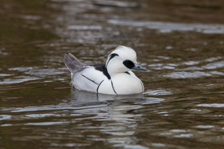 Male smew on water