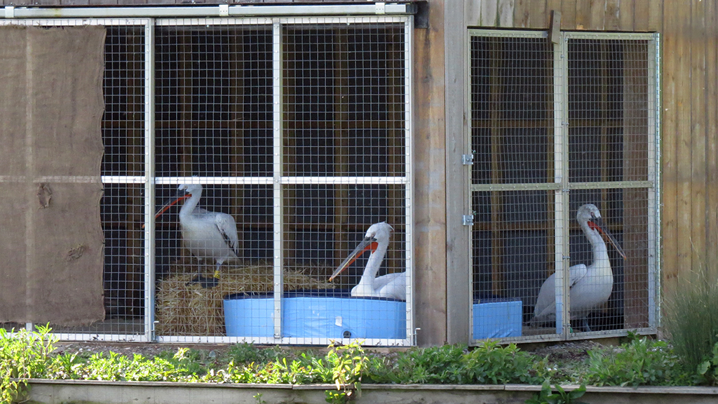 New Pelicans arrive at Arundel