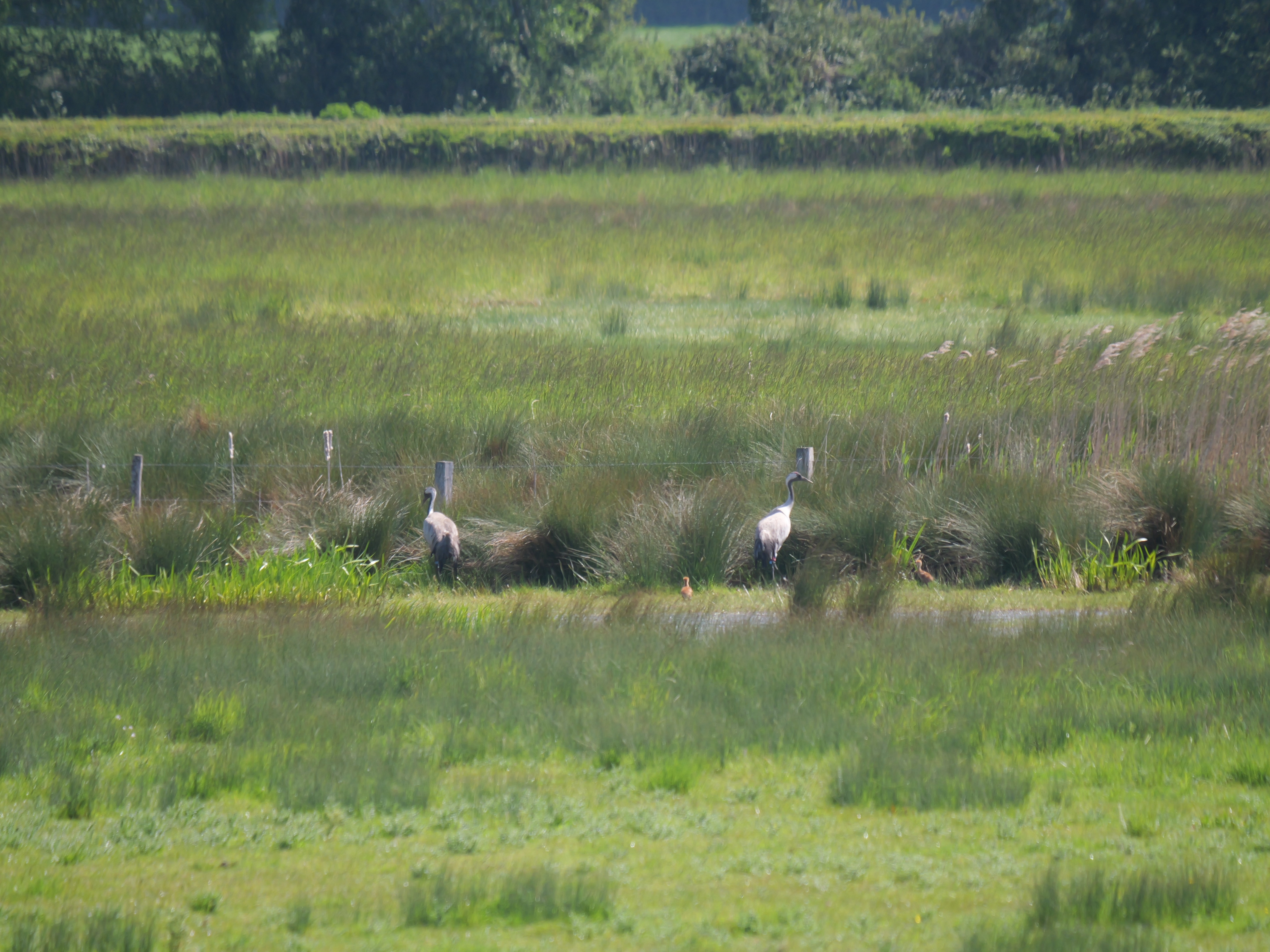 Sightings and news to week ending 3 May 2026