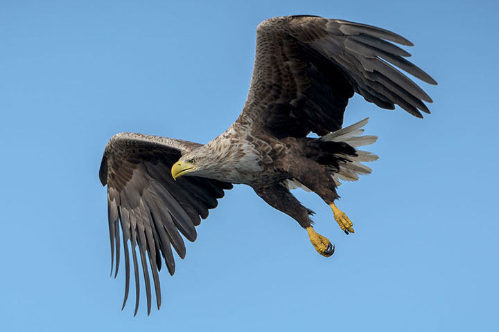 Returning white-tailed eagles to South-East Wales and the Severn Estuary