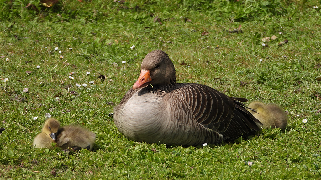 Goose sits in grass with two goslings