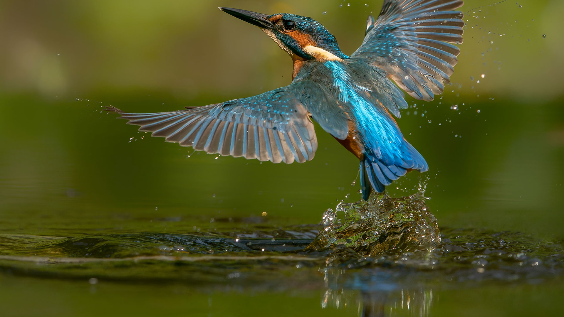 Wildlife Sightings for 20th June 2026