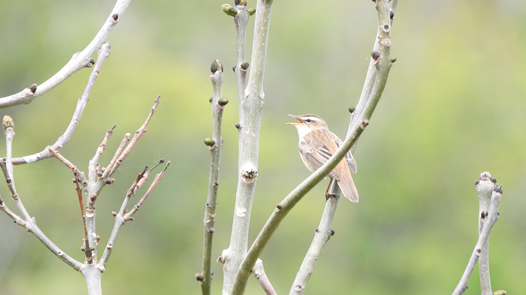 Bird on a branch with its beak open