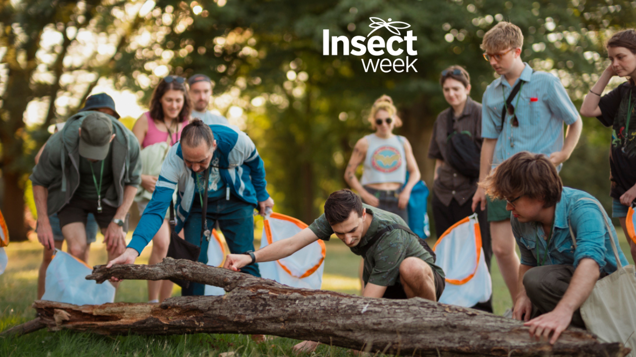 Summer Bug Walk