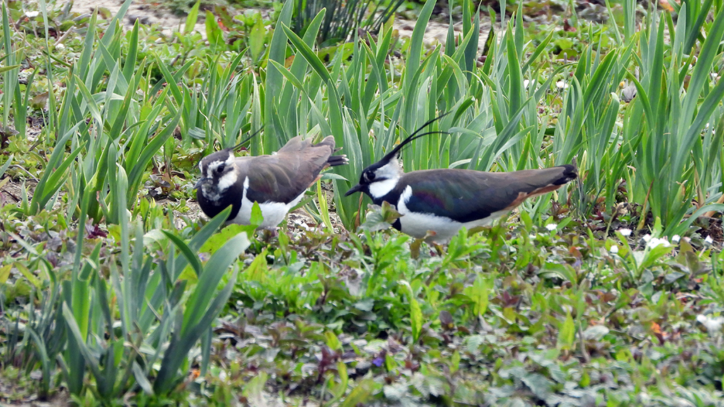 Sand martins, oystercatchers and lapwing