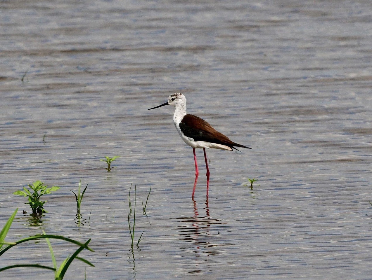 Welney sightings - 28/04/2026