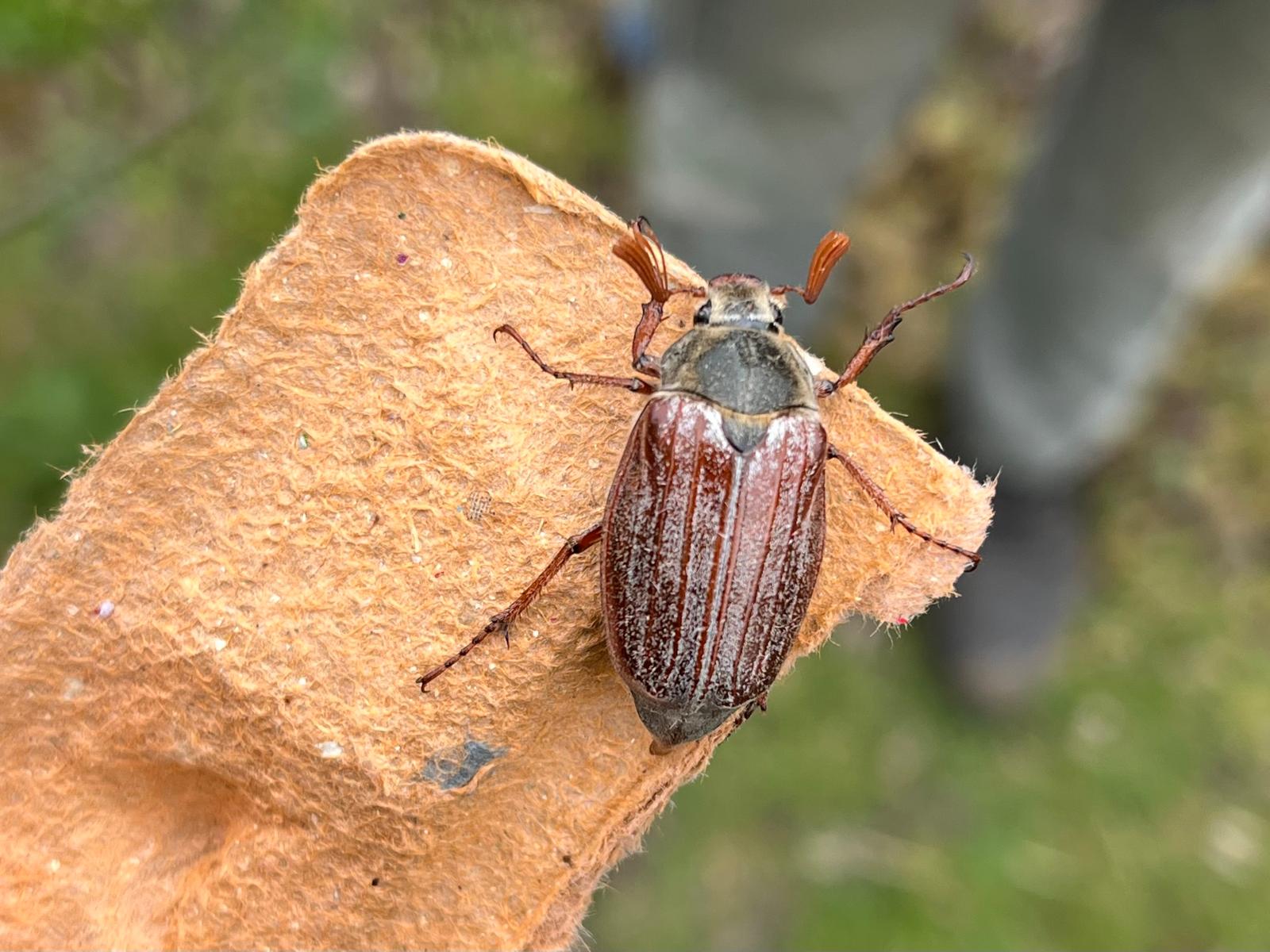 A male May Bug on an egg box