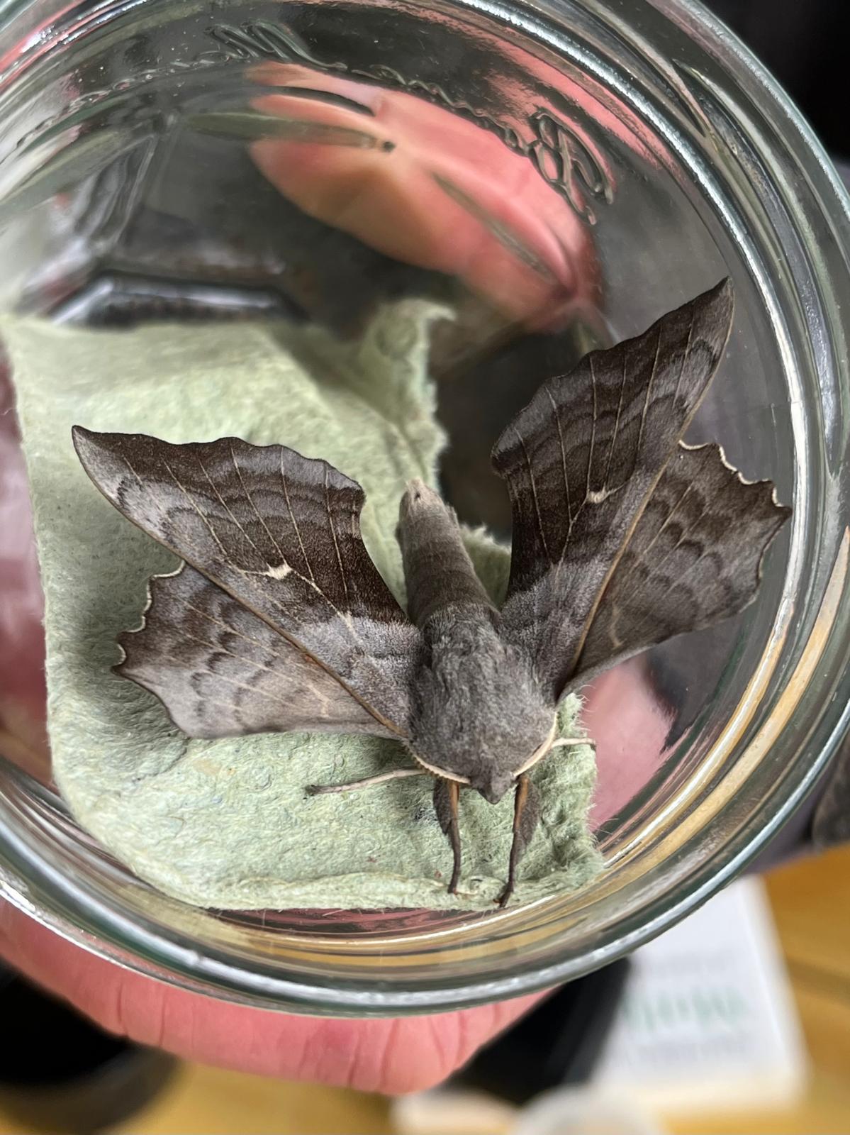 A Poplar Hawk-moth perched on an egg box in a jam jar