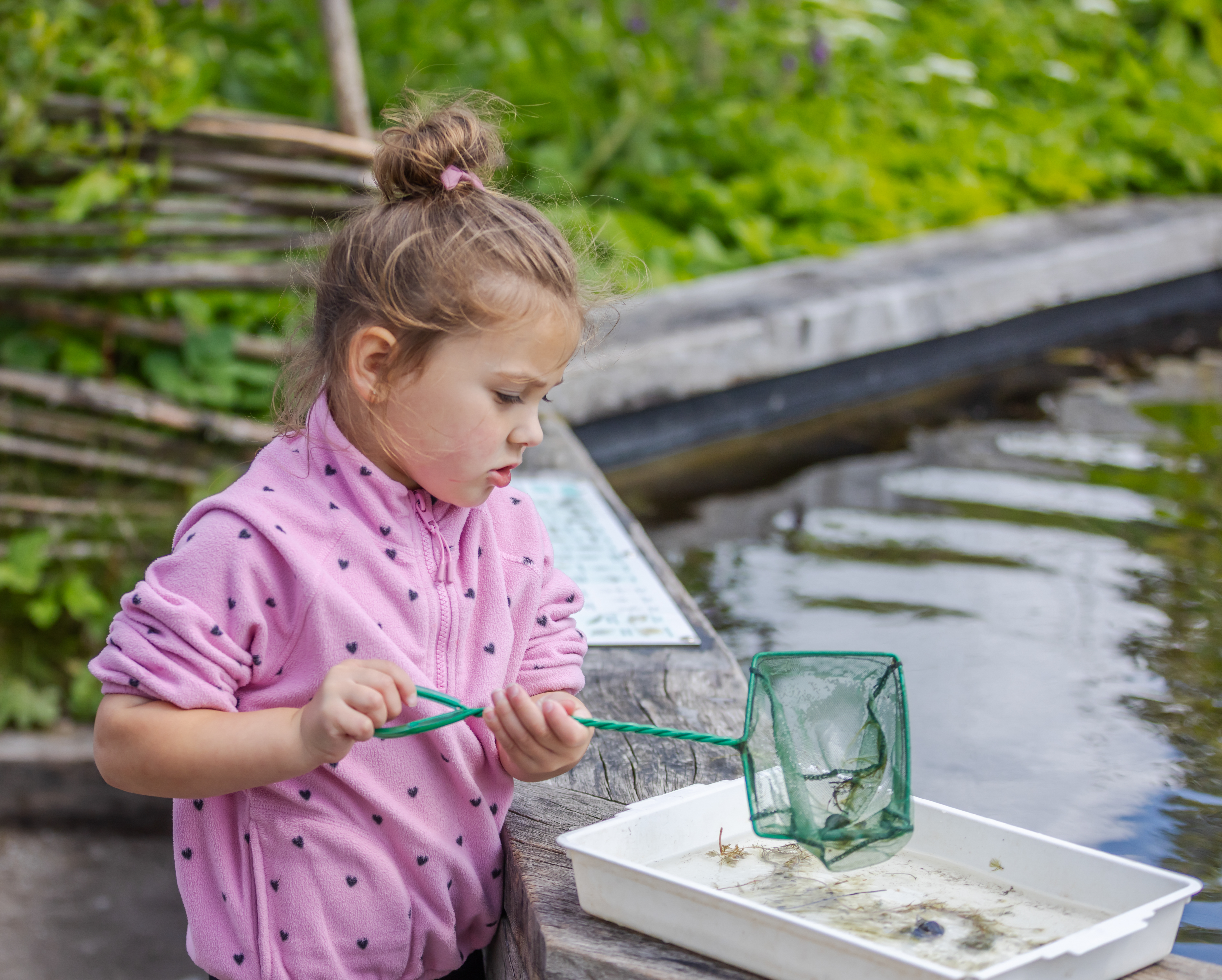 Pond Dipping