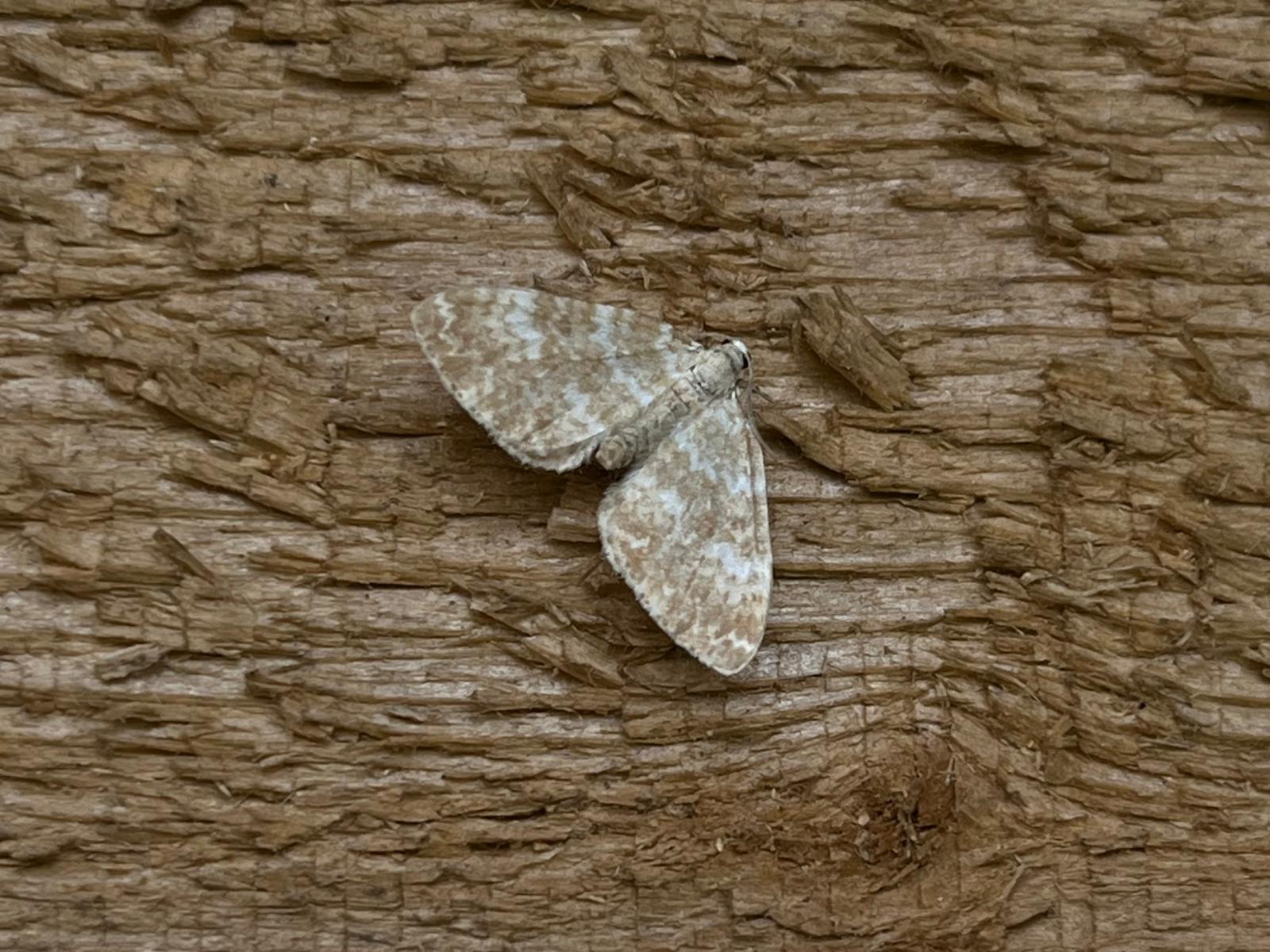 A Sandy Carpet moth sat on a bit of wood