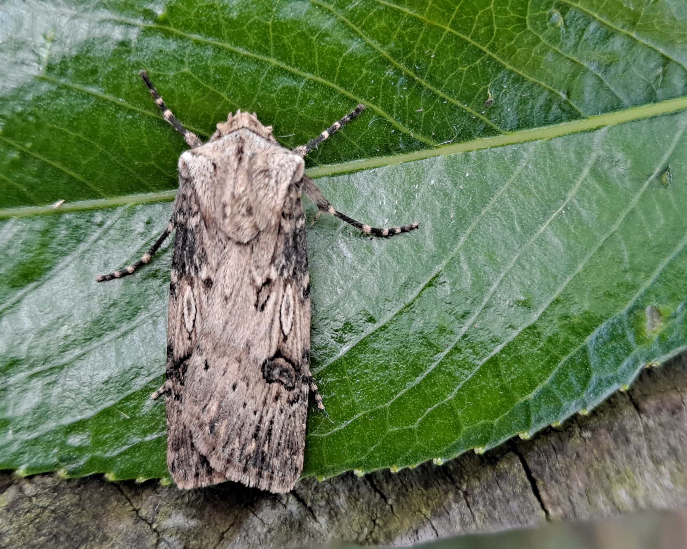 Moth Survey Results - 28/04/2026