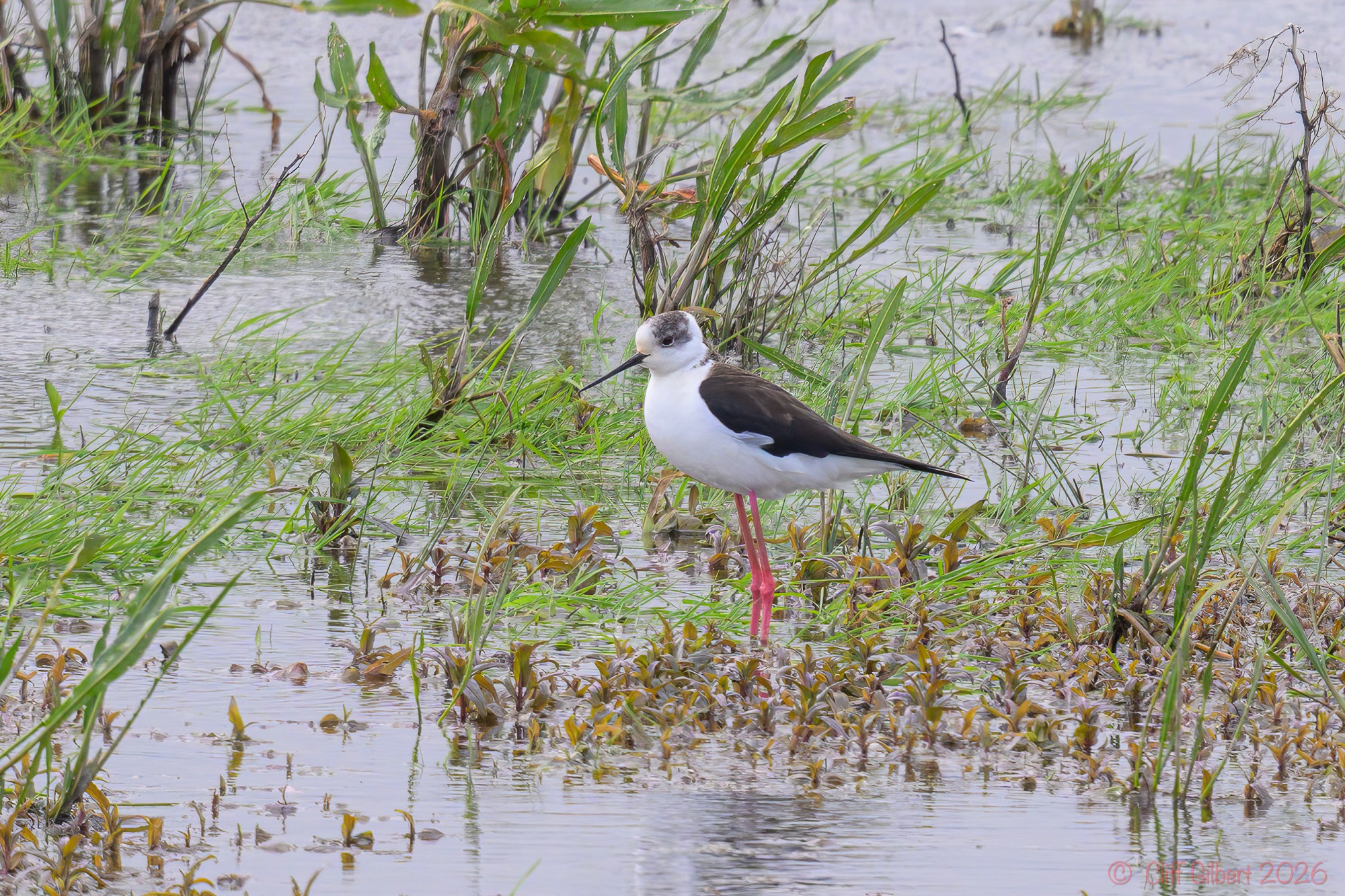 Welney sightings - 29/04/2026