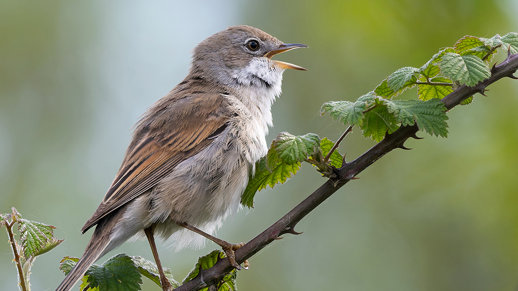 A close up of a bird singing while sitting on a bramble branch