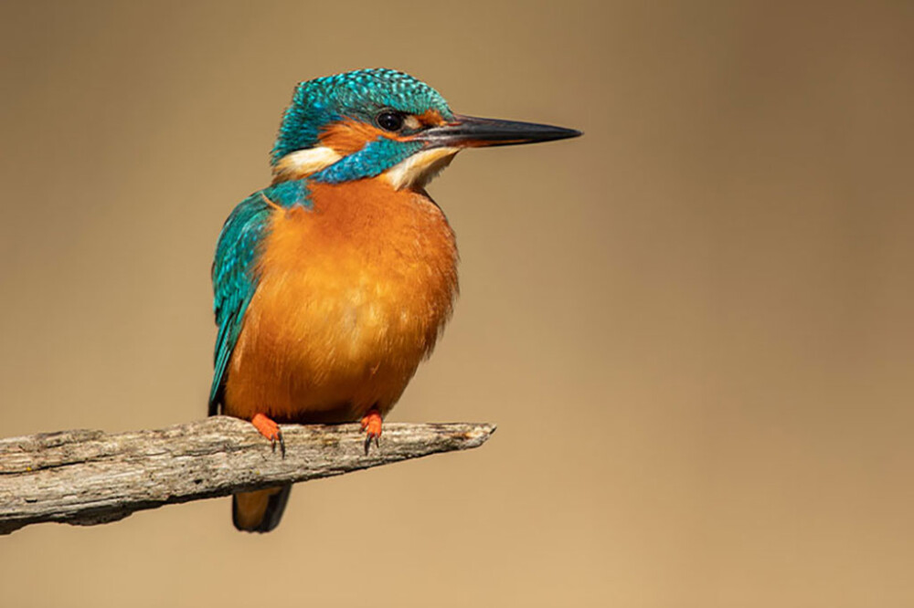 Wildlife sightings for 5th September 2026