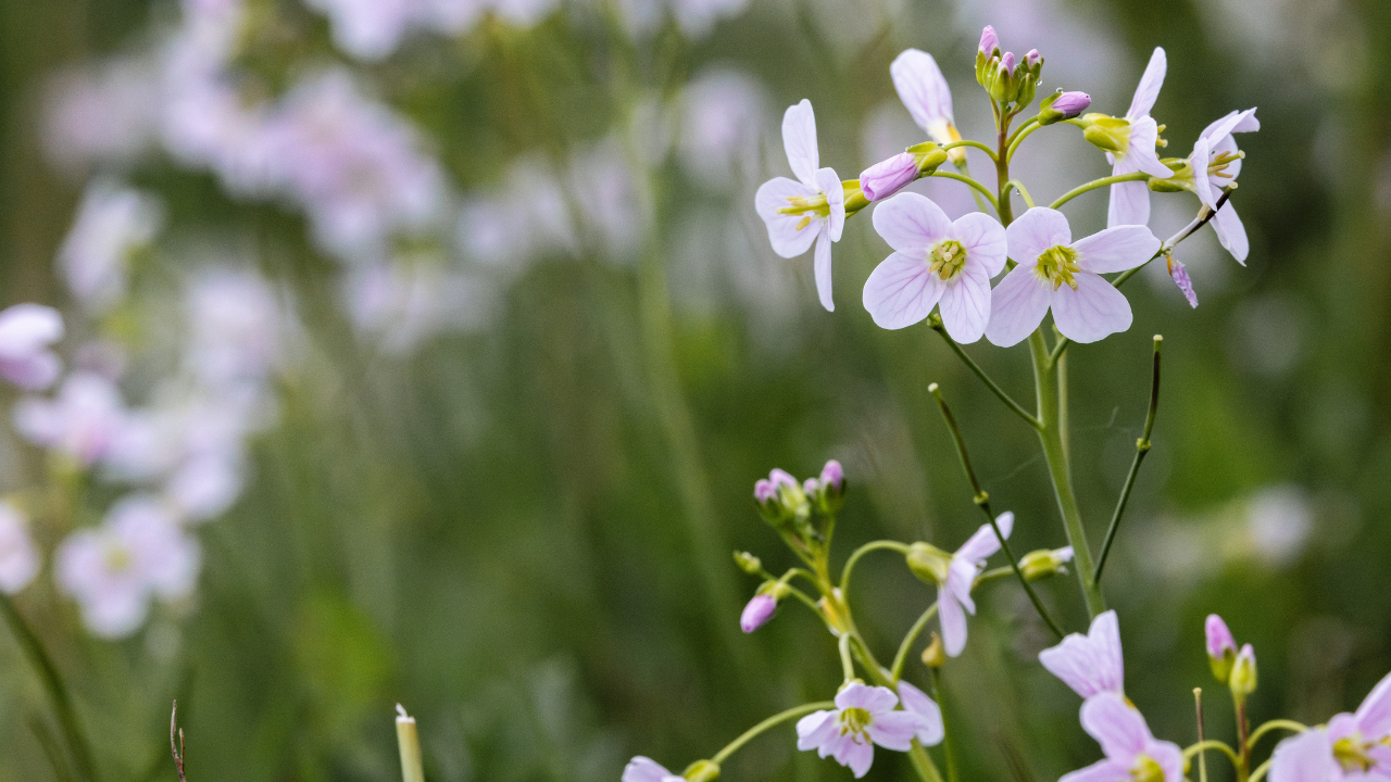 Wetland Wellbeing Workshop – Nature Printing