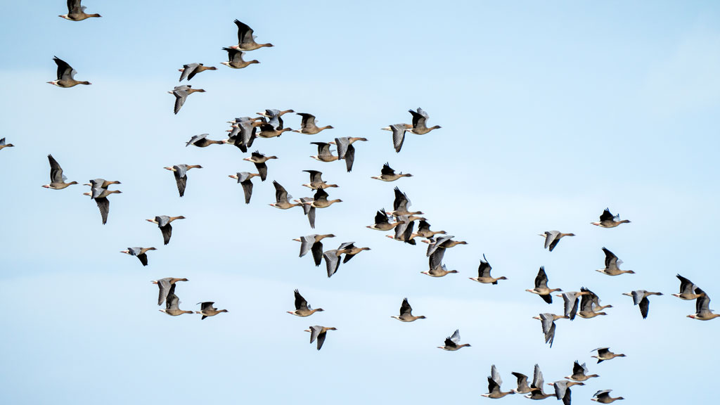 Unforgettable wildlife encounters: UK coastal marshes