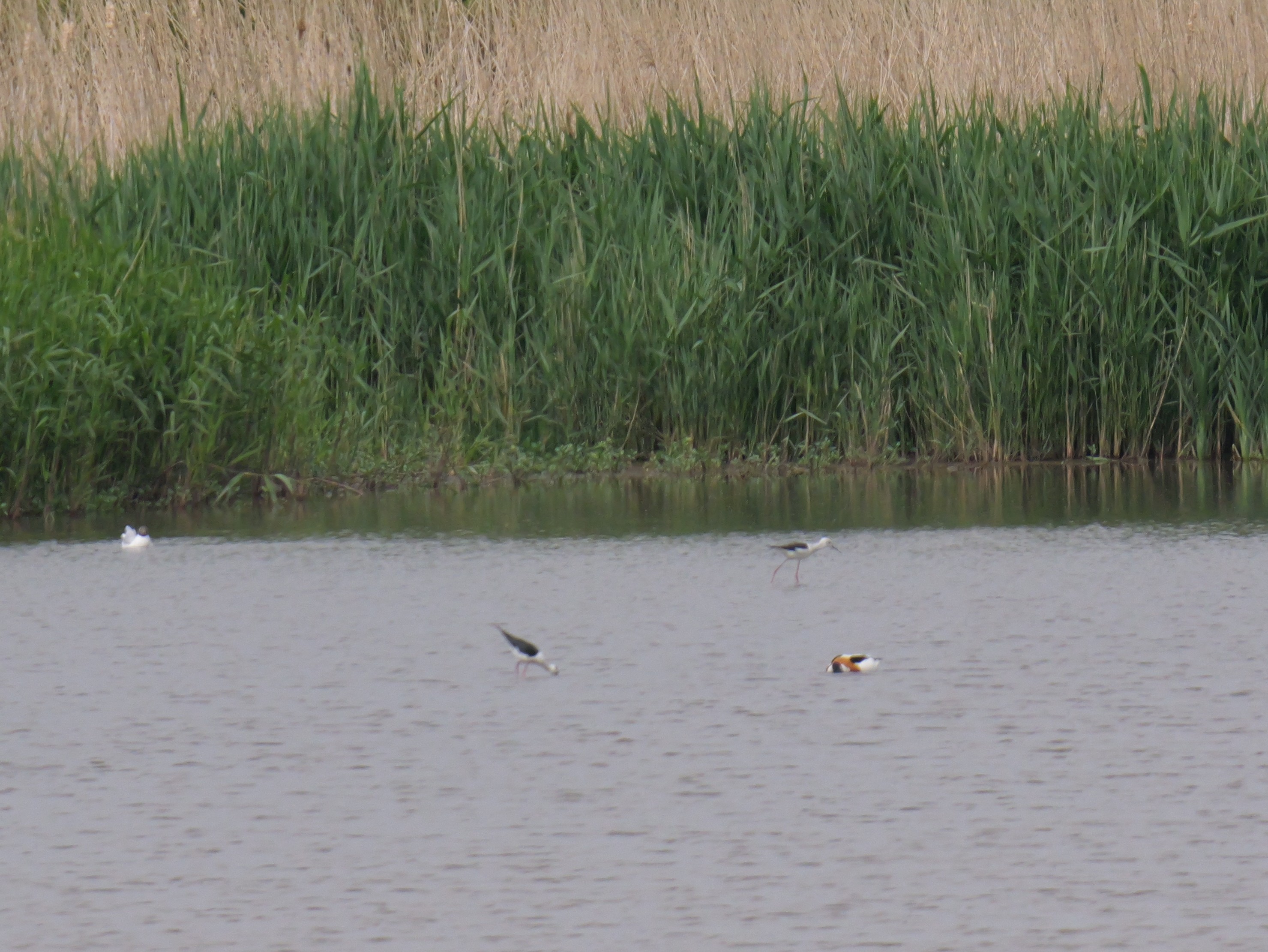 Sightings and news to week ending 10 May 2026