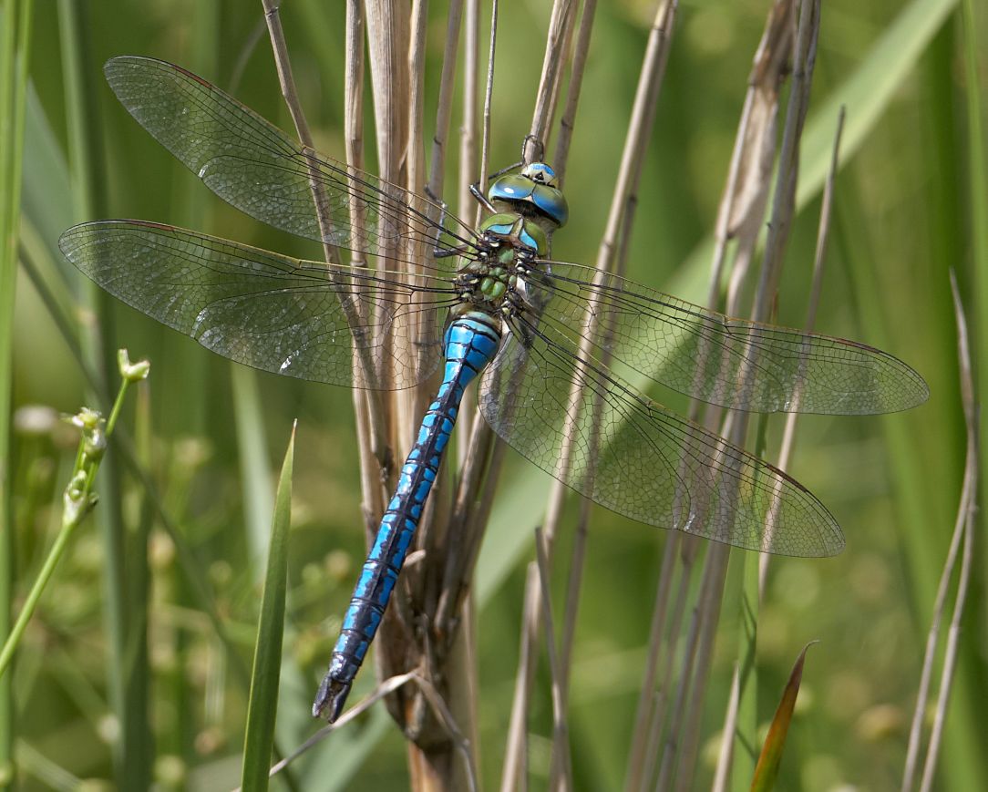 Dragonfly Talk with Jon Van Gowler