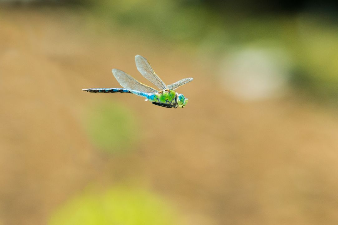 Dragonfly Day and launch of Summer of Saltmarsh events!