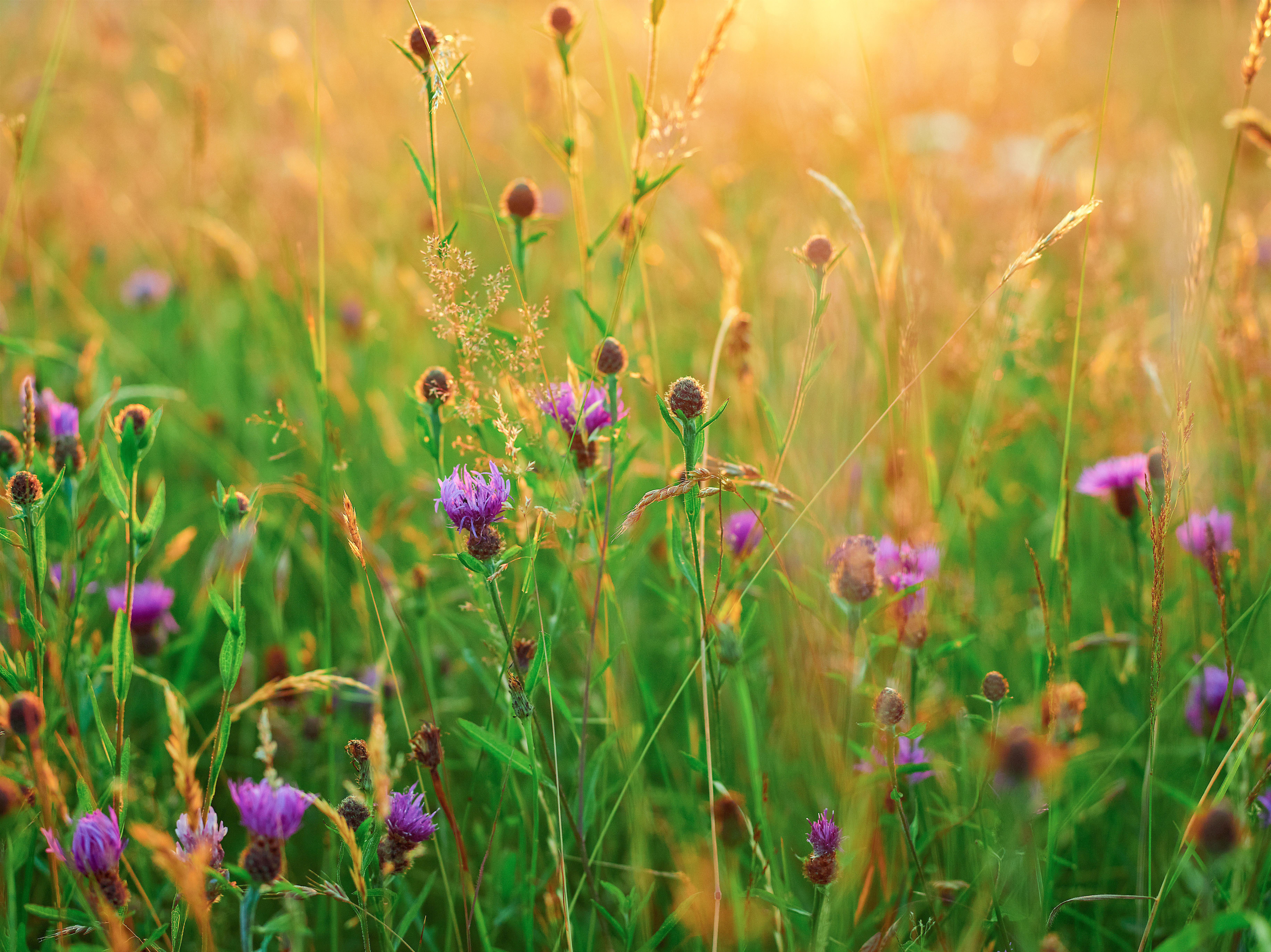 Orchids and Wildflower Walk