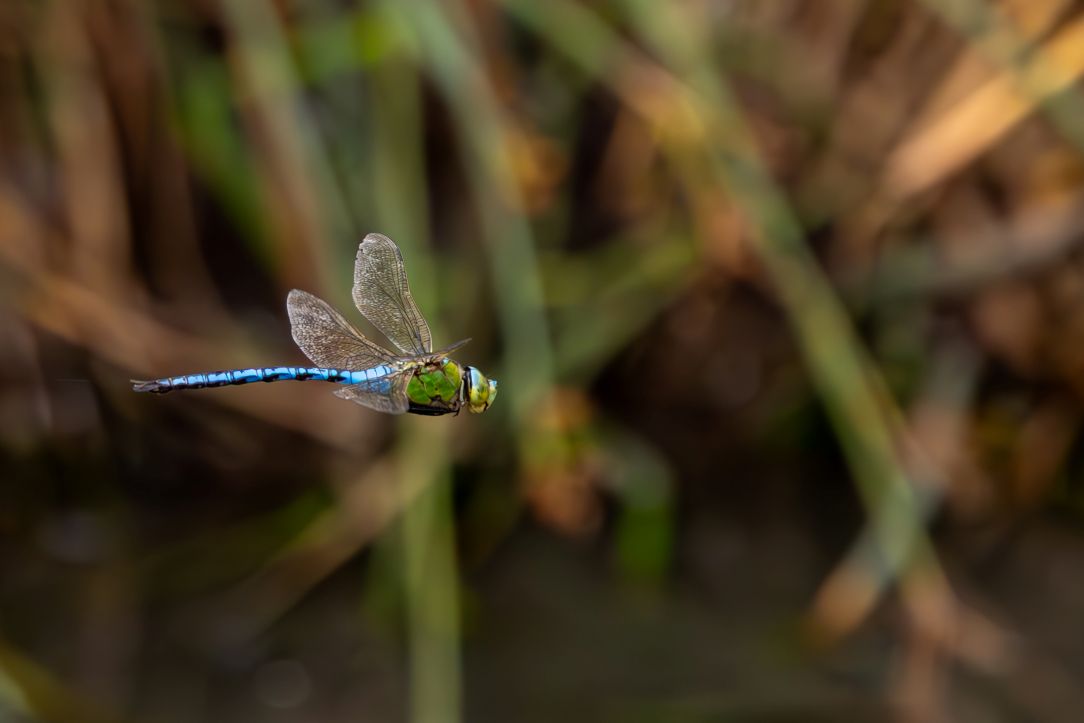 Dragonfly Walk at Steart Marshes