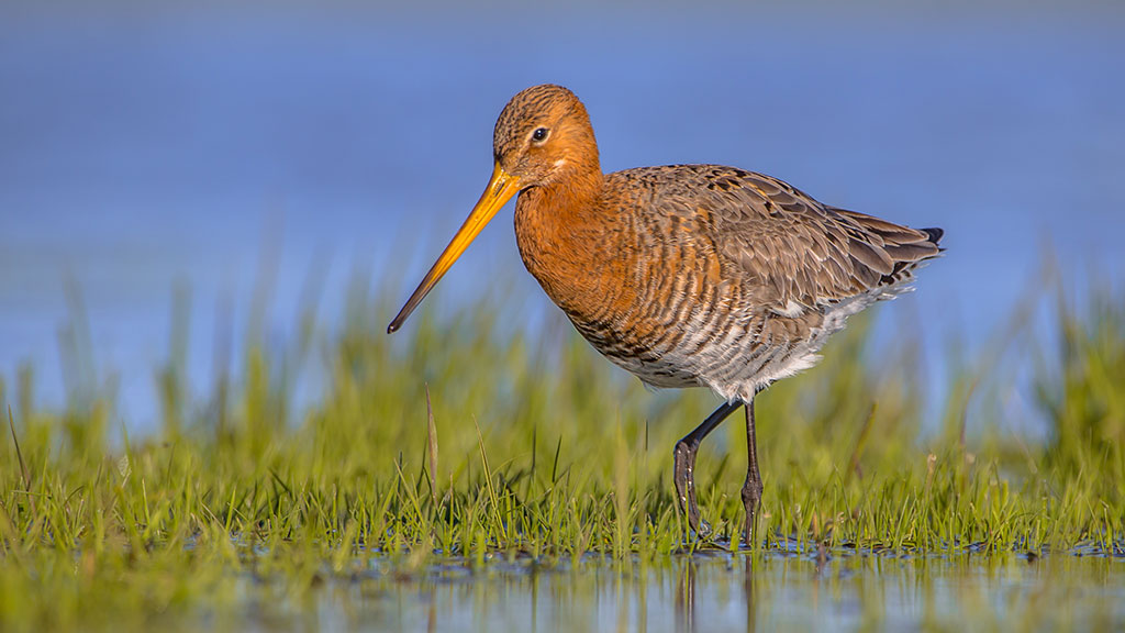 Next steps for Godwit Futures