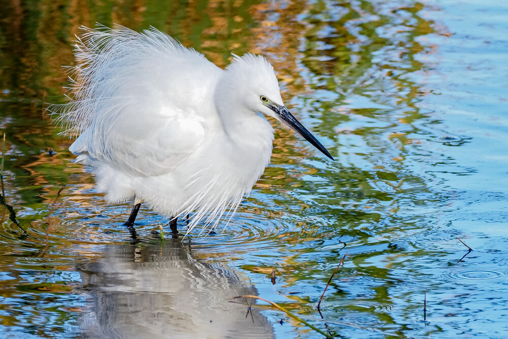 Guided Birdwatch Walk