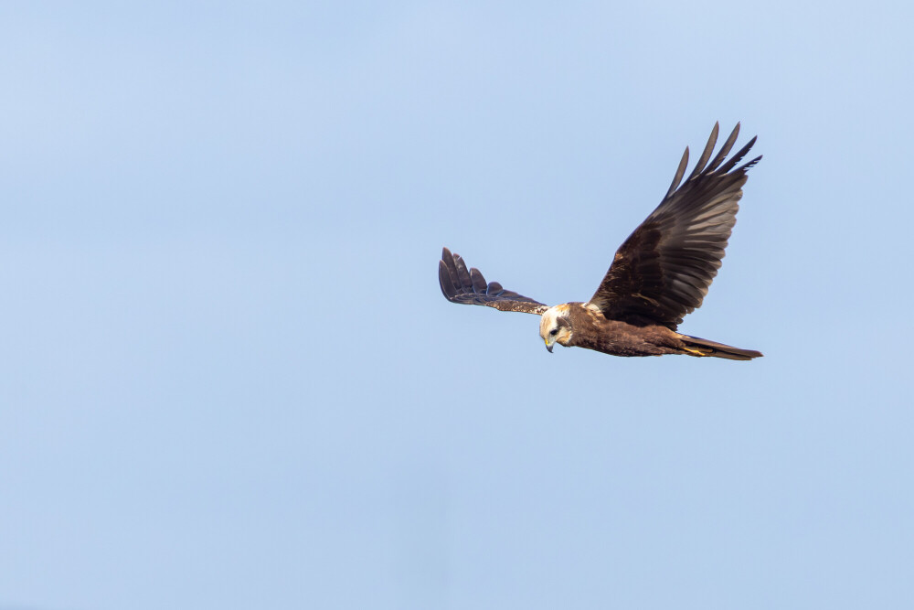Guided Birdwatch Walk