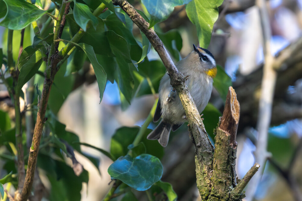 Birding for Beginners
