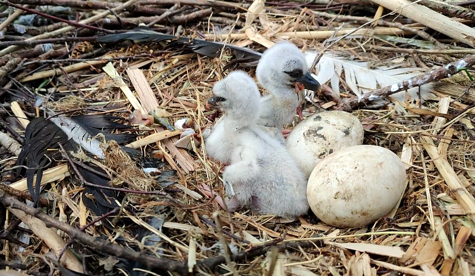 Stork chicks hatch at Martin Mere